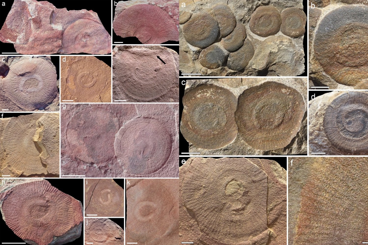 Durante casi 180 años nadie supo si este disco era un coral, una medusa o algo completamente distinto. Decenas de fósiles de Marruecos acaban de revelar qué animal se escondía detrás