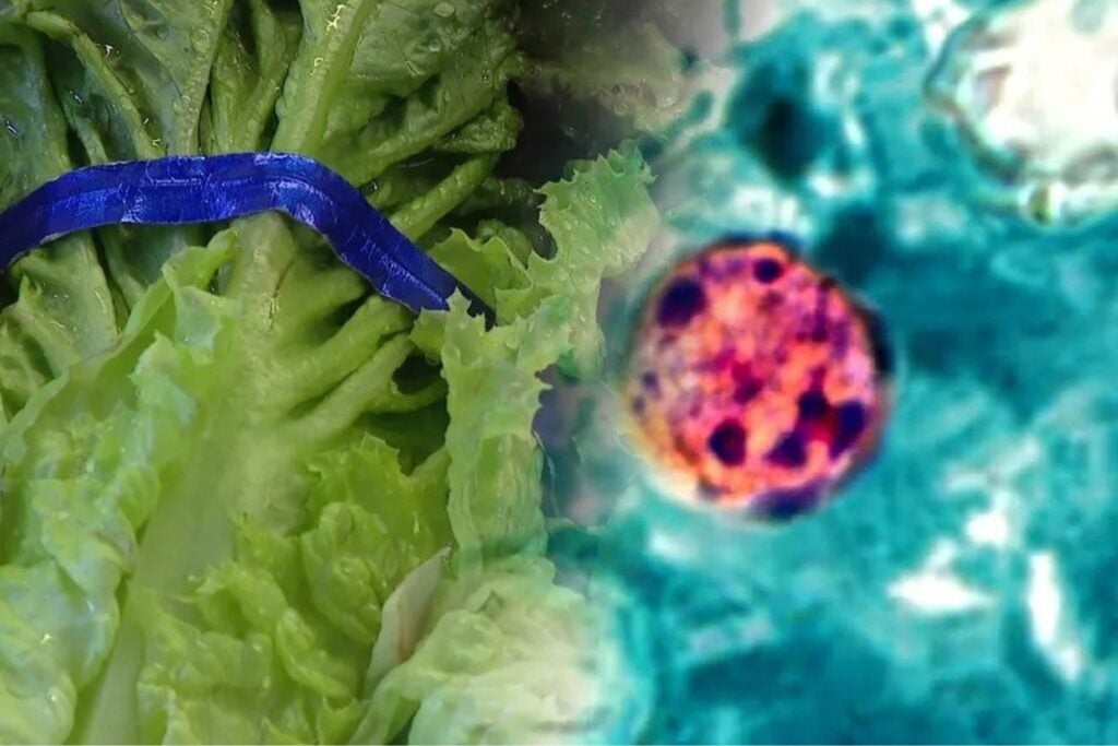 Estados Unidos ya enfrenta el que podría ser el mayor brote de Cyclospora de su historia. La lechuga retirada explica 1.644 casos, pero Michigan supera los 6.500 y el problema aún no muestra su techo