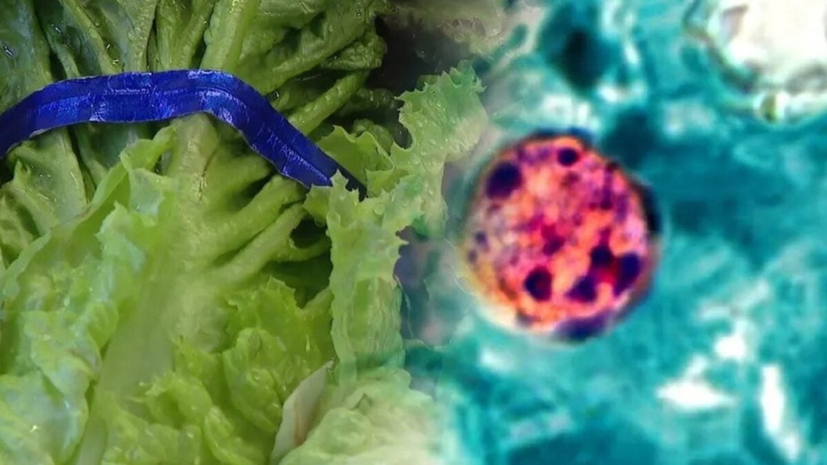 Estados Unidos ya enfrenta el que podría ser el mayor brote de Cyclospora de su historia. La lechuga retirada explica 1.644 casos, pero Michigan supera los 6.500 y el problema aún no muestra su techo