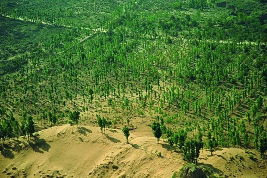 China quiso levantar una muralla verde contra el desierto y terminó creando un experimento climático gigante. Sus 66.000 millones de árboles crecen más rápido que los bosques naturales, pero con una advertencia clave