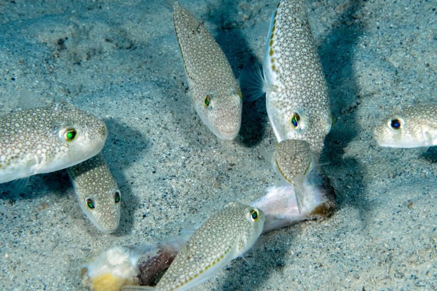 Grecia ha puesto precio a uno de los peces más problemáticos del Mediterráneo. Pagará hasta 5,33 euros por kilo para frenar al pez globo invasor que destruye redes y no puede comerse