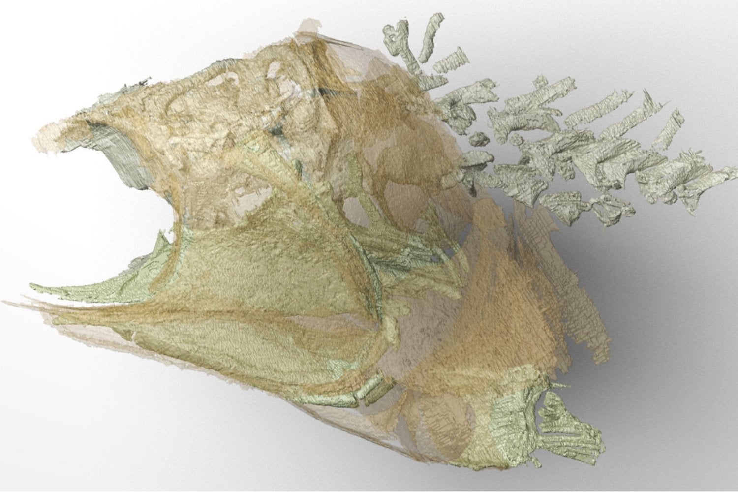 Un fósil de pez de más de 300 millones de años conservó algo que casi nunca sobrevive: su cerebro. Y eso puede cambiar cómo estudiamos la evolución de los vertebrados