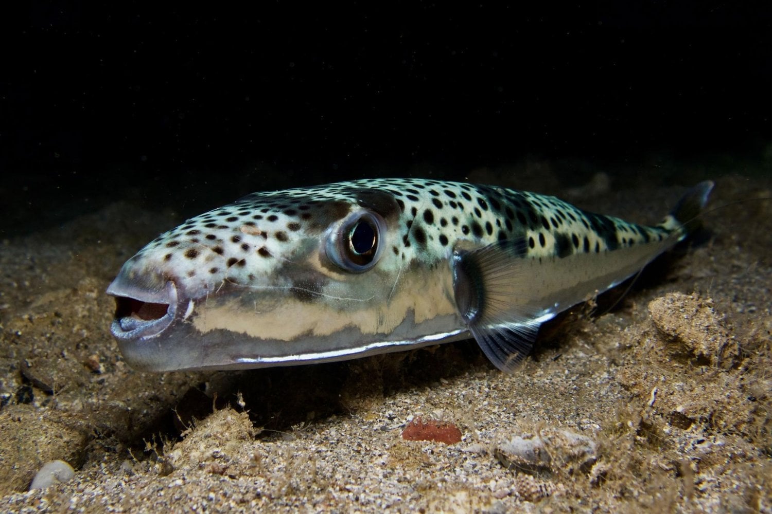 Grecia ha puesto precio a uno de los peces más problemáticos del Mediterráneo. Pagará hasta 5,33 euros por kilo para frenar al pez globo invasor que destruye redes y no puede comerse