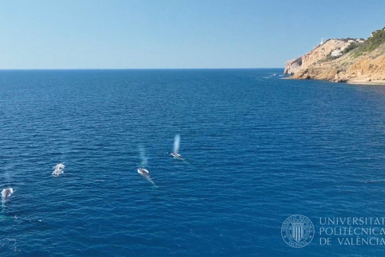 El segundo animal más grande del planeta está pasando a pocos kilómetros de las playas españolas. No se ha perdido: atraviesa el Mediterráneo rumbo a uno de sus grandes comedores en el Atlántico