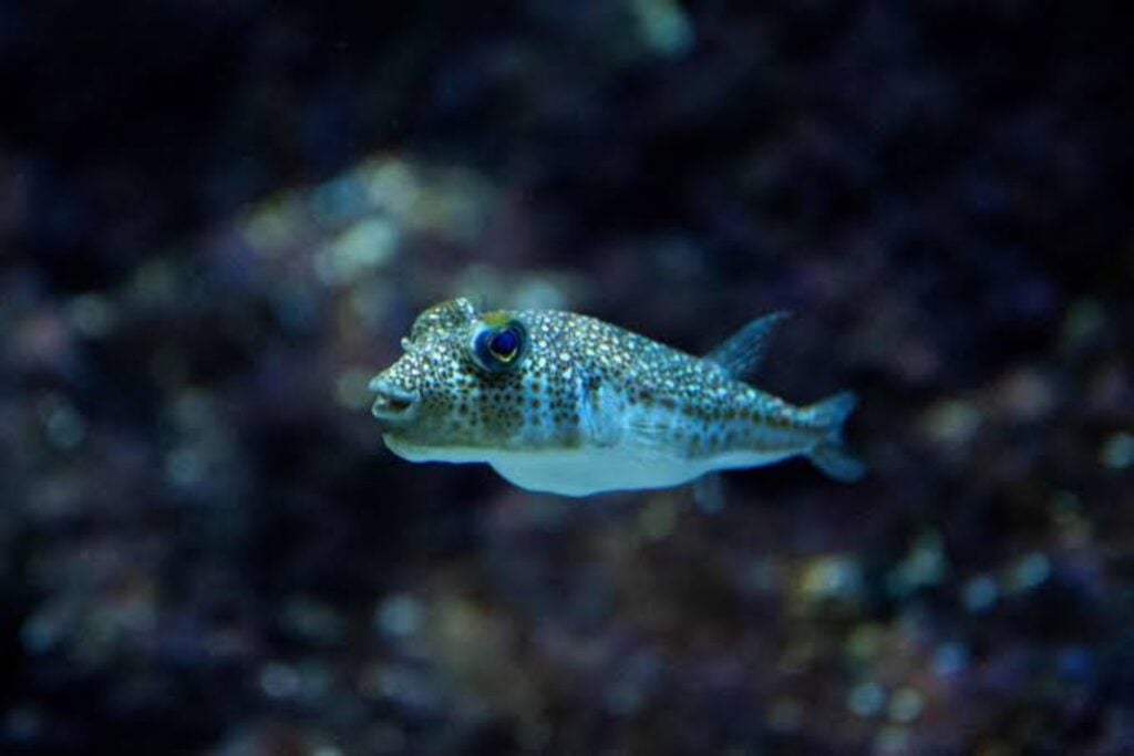 Grecia ha puesto precio a uno de los peces más problemáticos del Mediterráneo. Pagará hasta 5,33 euros por kilo para frenar al pez globo invasor que destruye redes y no puede comerse