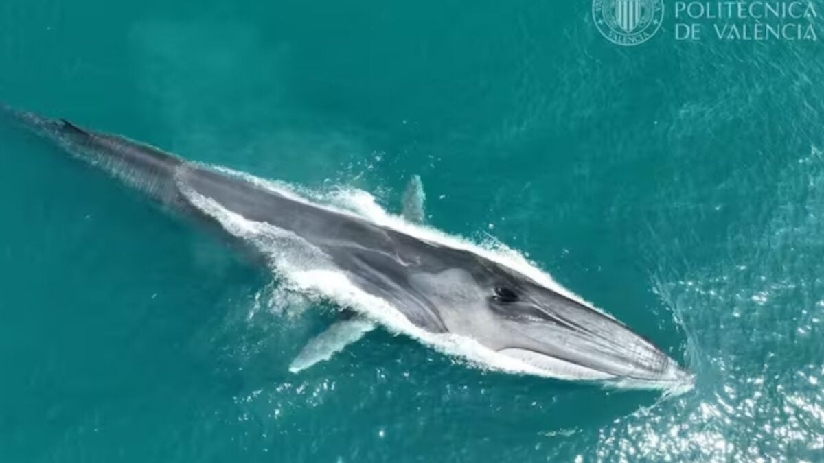 El segundo animal más grande del planeta está pasando a pocos kilómetros de las playas españolas. No se ha perdido: atraviesa el Mediterráneo rumbo a uno de sus grandes comedores en el Atlántico