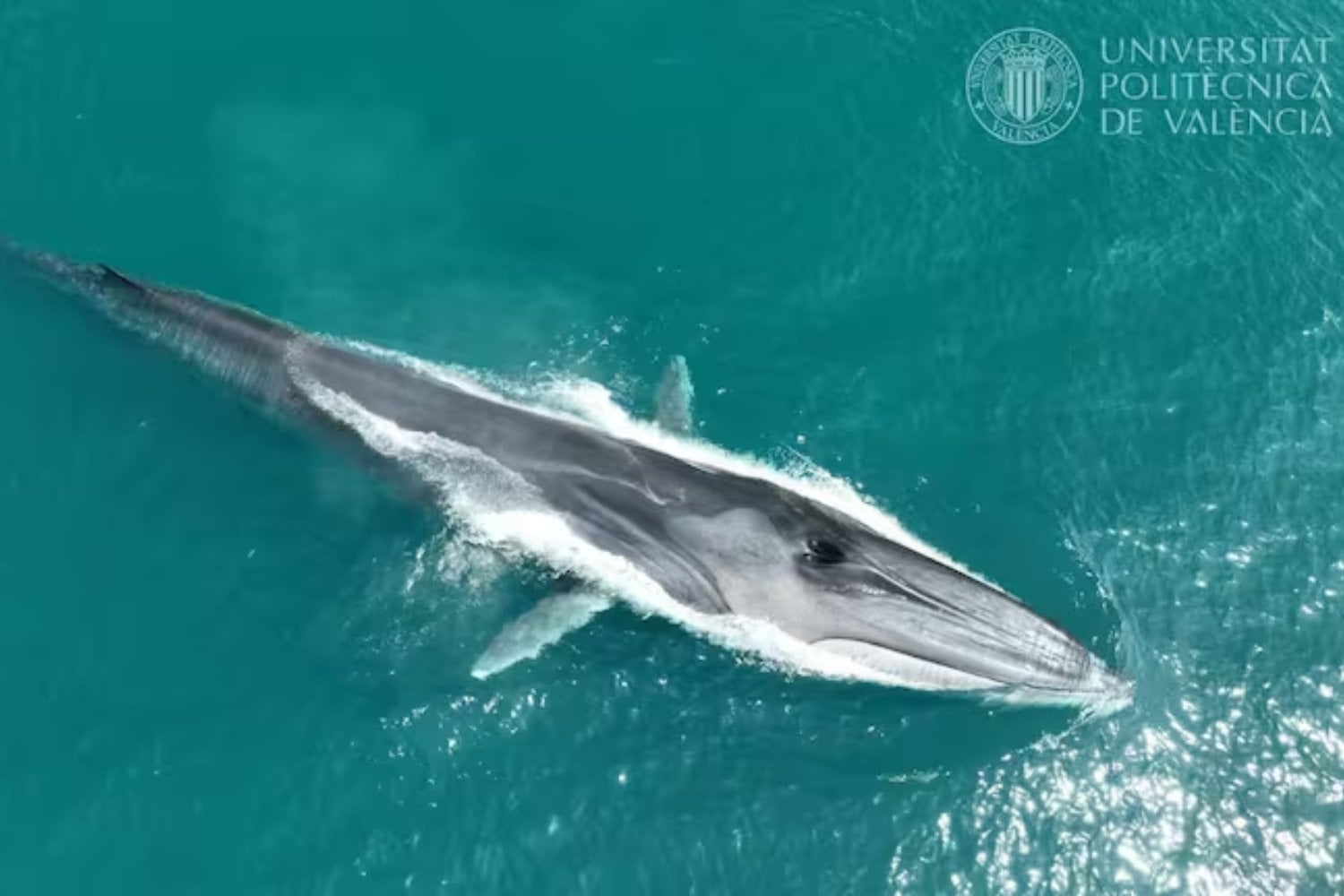El segundo animal más grande del planeta está pasando a pocos kilómetros de las playas españolas. No se ha perdido: atraviesa el Mediterráneo rumbo a uno de sus grandes comedores en el Atlántico