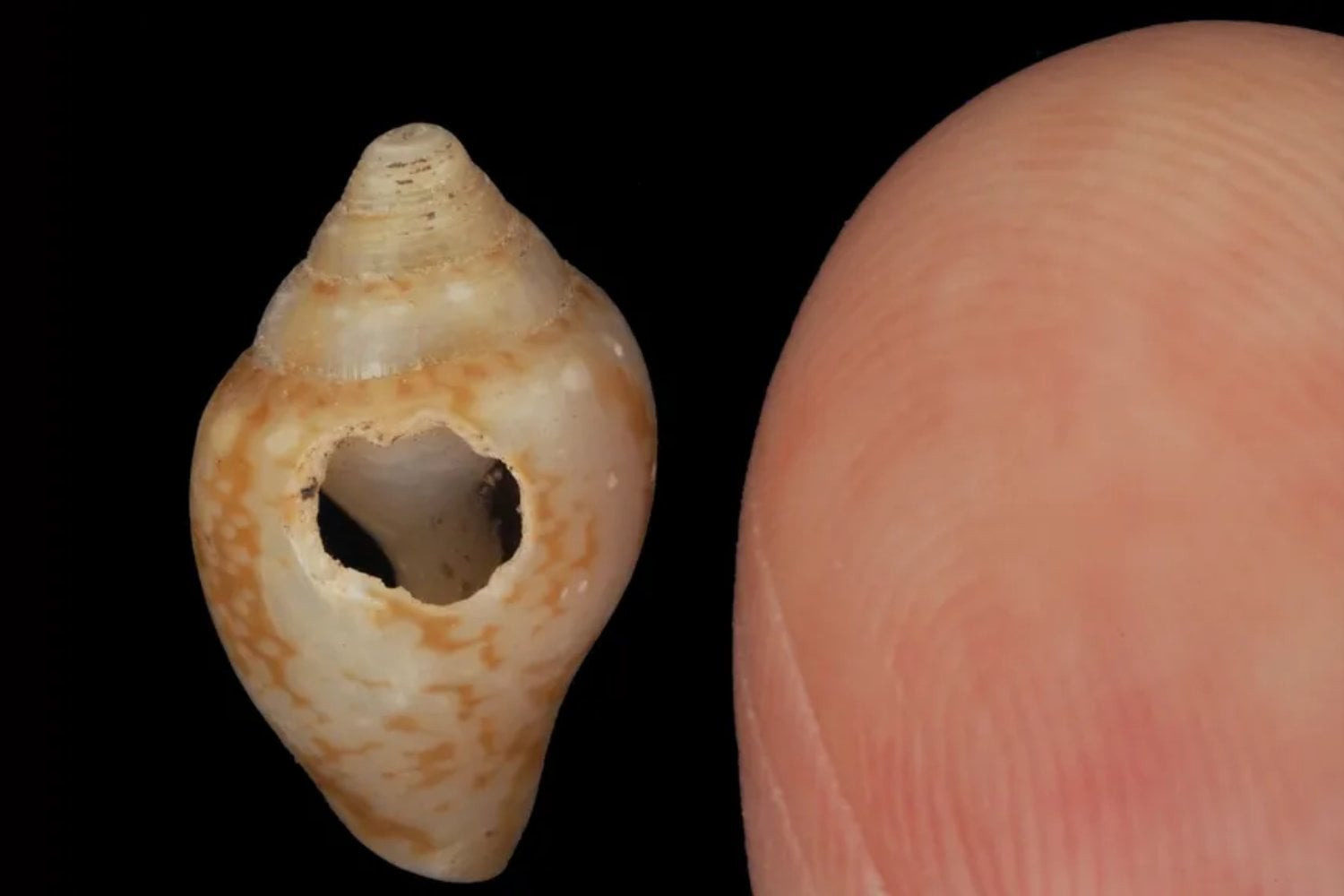 Una cueva en Turquía acaba de complicar la historia entre humanos y neandertales. Sus herramientas, sus presas y hasta unas pequeñas conchas marinas sugieren que pudieron compartir tradiciones hace casi 60.000 años