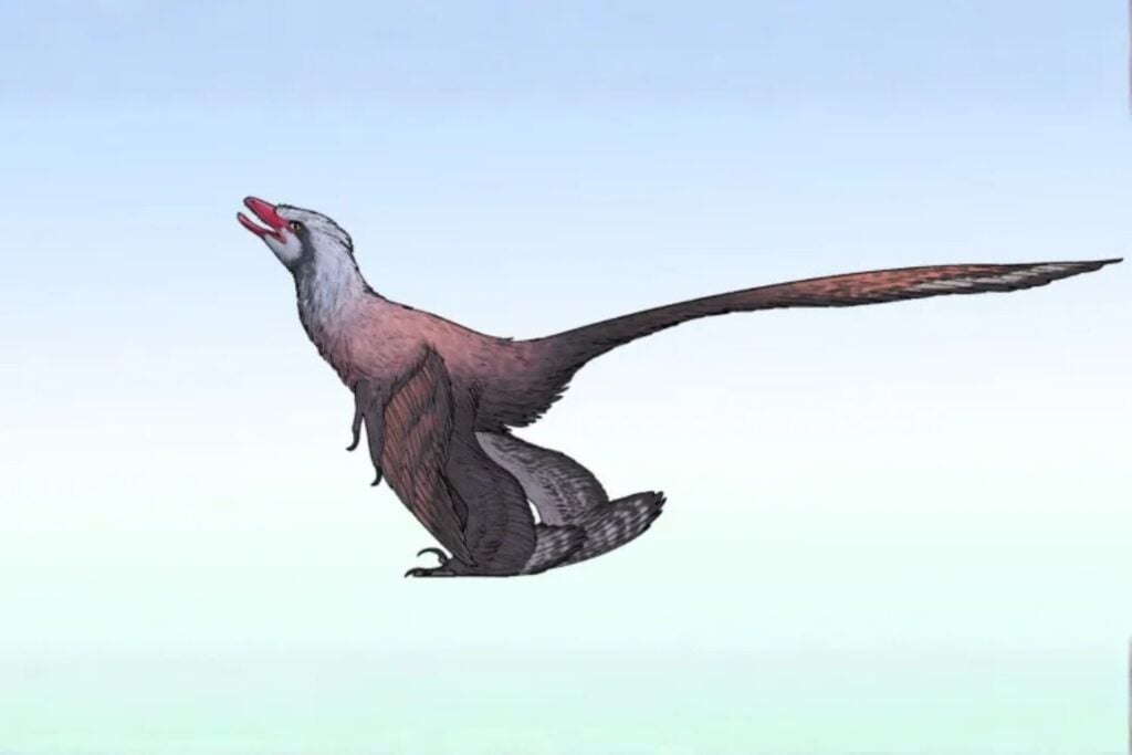 Un dinosaurio diminuto de China apareció con cuatro alas y una cola casi de pavo real. El fósil complica todavía más la historia del origen del vuelo