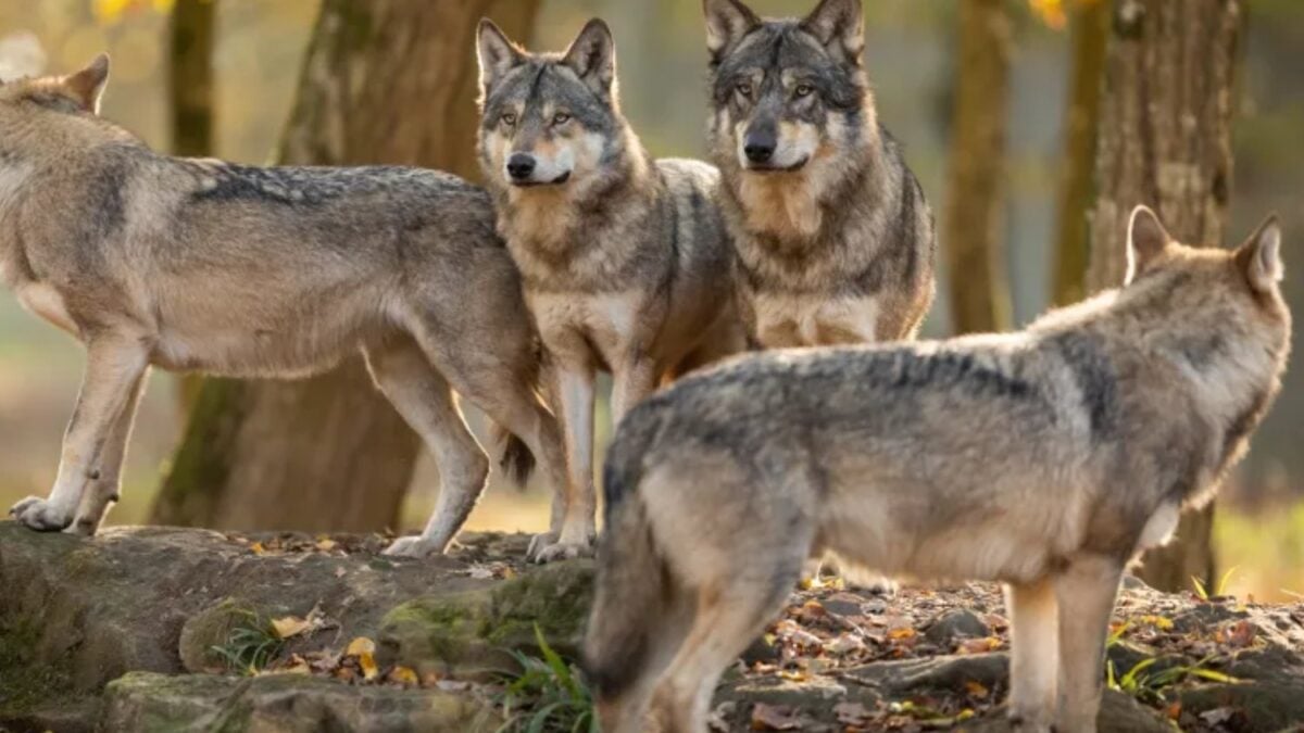 Los cráneos de los lobos guardan una huella inesperada de nuestra presencia. Siglos de persecución humana ayudaron a transformar su anatomía en distintas regiones del planeta