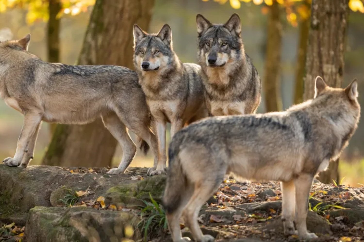 Los cráneos de los lobos guardan una huella inesperada de nuestra presencia. Siglos de persecución humana ayudaron a transformar su anatomía en distintas regiones del planeta