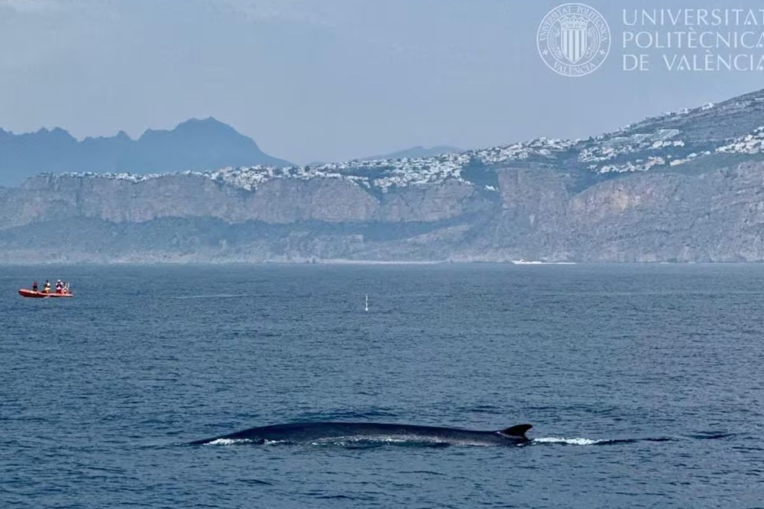 El segundo animal más grande del planeta está pasando a pocos kilómetros de las playas españolas. No se ha perdido: atraviesa el Mediterráneo rumbo a uno de sus grandes comedores en el Atlántico