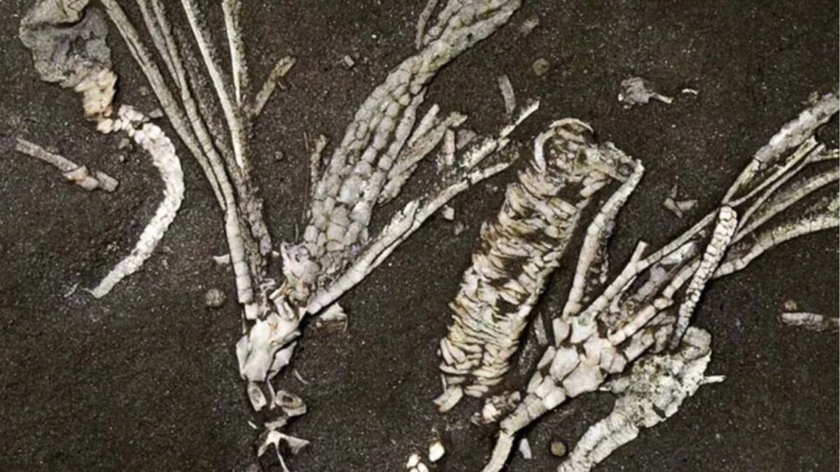 Unos científicos encontraron un fósil inusual de tejido blando, y dicen que perteneció a una criatura marina de hace 450 millones de años