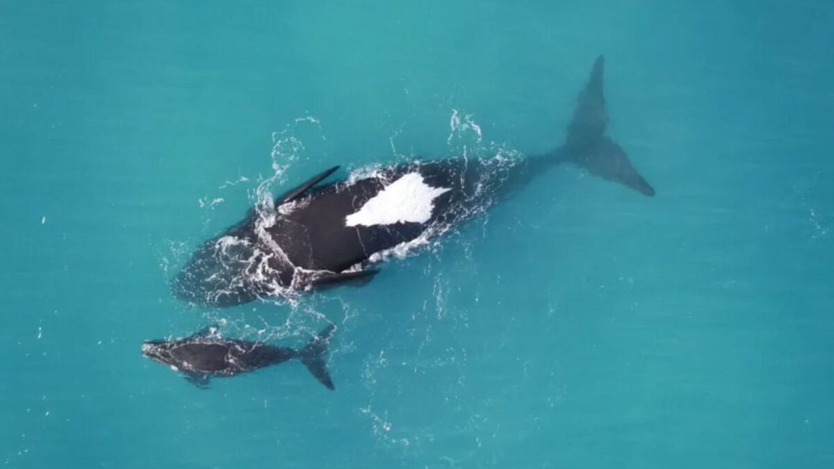 ¿Por qué estas ballenas mamás flotan con su panza hacia arriba? La ciencia finalmente logra responder la pregunta