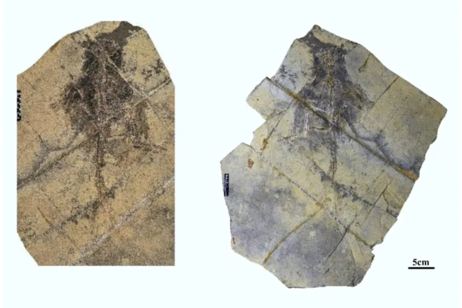 Un dinosaurio diminuto de China apareció con cuatro alas y una cola casi de pavo real. El fósil complica todavía más la historia del origen del vuelo