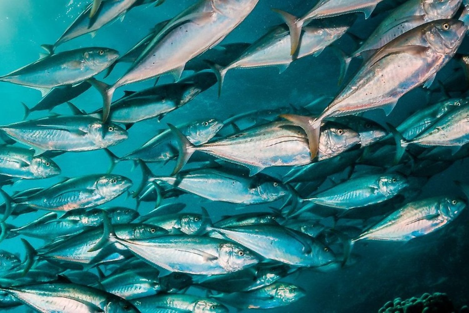 La Tierra está perdiendo oxígeno, pero no en el aire que respiramos: ocurre bajo el agua y los científicos advierten que océanos, ríos y lagos ya podrían haber cruzado un nuevo límite planetario
