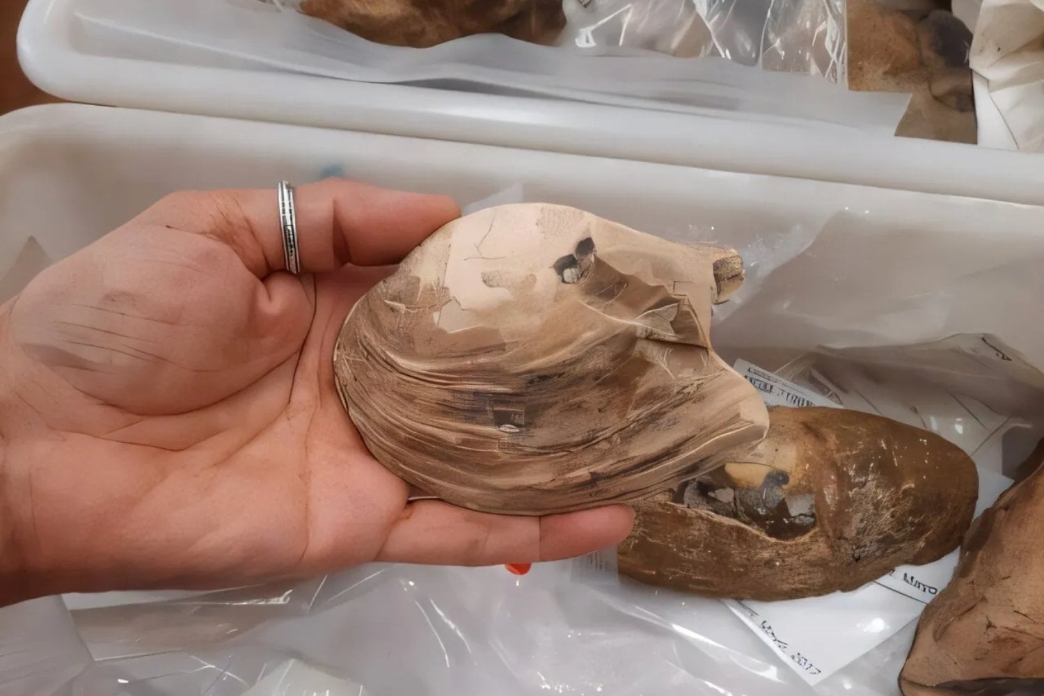 Una concha fósil escondía una guardería microscópica desde hace 125 millones de años. Embriones, larvas y reservas de calcio revelan el antiguo cuidado maternal de estos moluscos