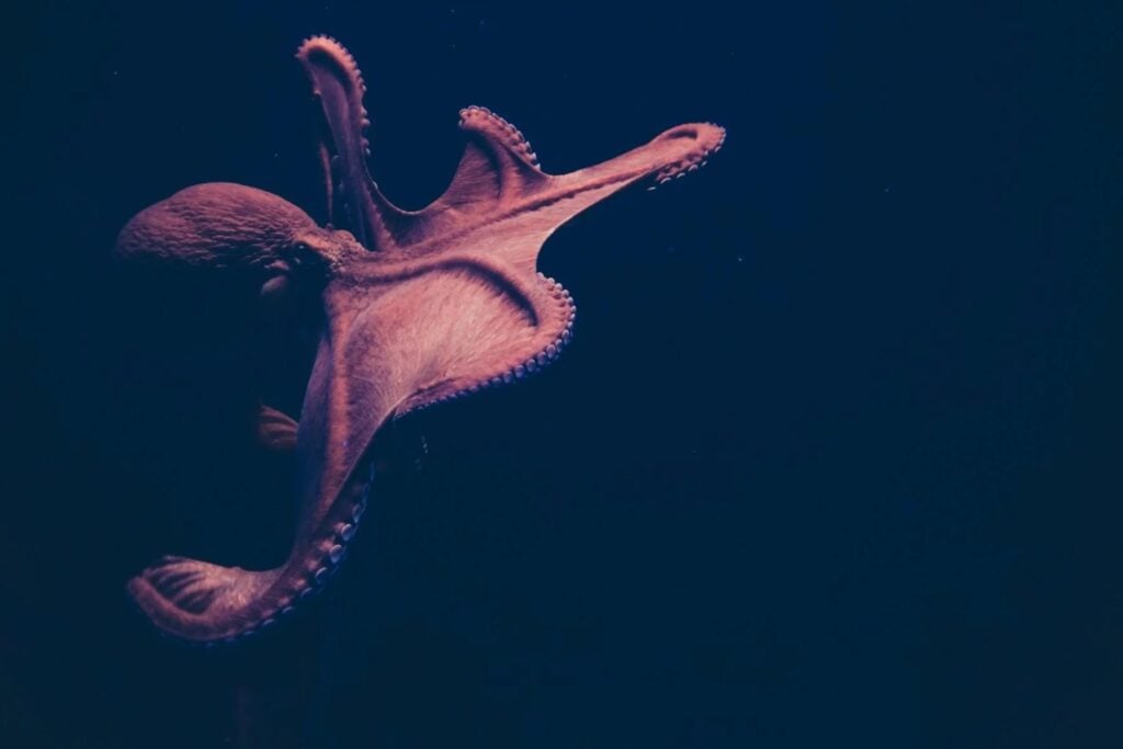 La evolución parecía tener una receta común para fabricar cerebros grandes, pero pulpos, calamares y sepias siguieron otro camino. La presión de un océano imprevisible pudo impulsar su inteligencia sin necesidad de vivir en grupos sociales