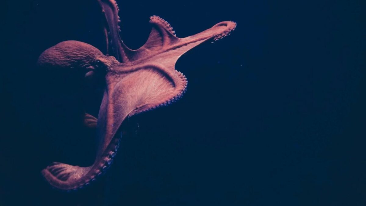 La evolución parecía tener una receta común para fabricar cerebros grandes, pero pulpos, calamares y sepias siguieron otro camino. La presión de un océano imprevisible pudo impulsar su inteligencia sin necesidad de vivir en grupos sociales