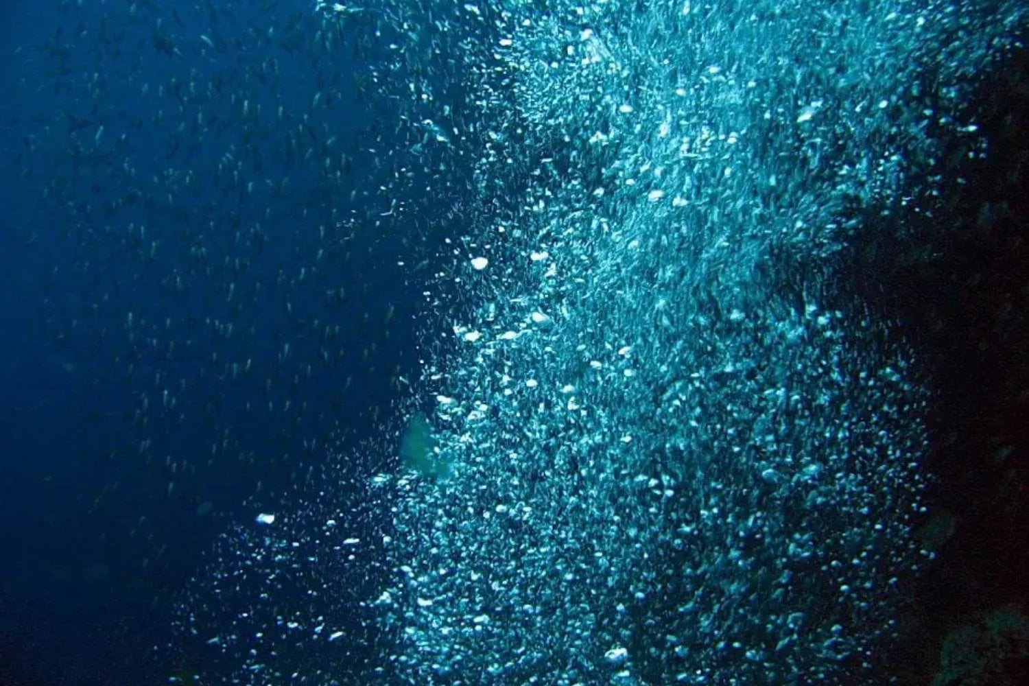 La Tierra está perdiendo oxígeno, pero no en el aire que respiramos: ocurre bajo el agua y los científicos advierten que océanos, ríos y lagos ya podrían haber cruzado un nuevo límite planetario