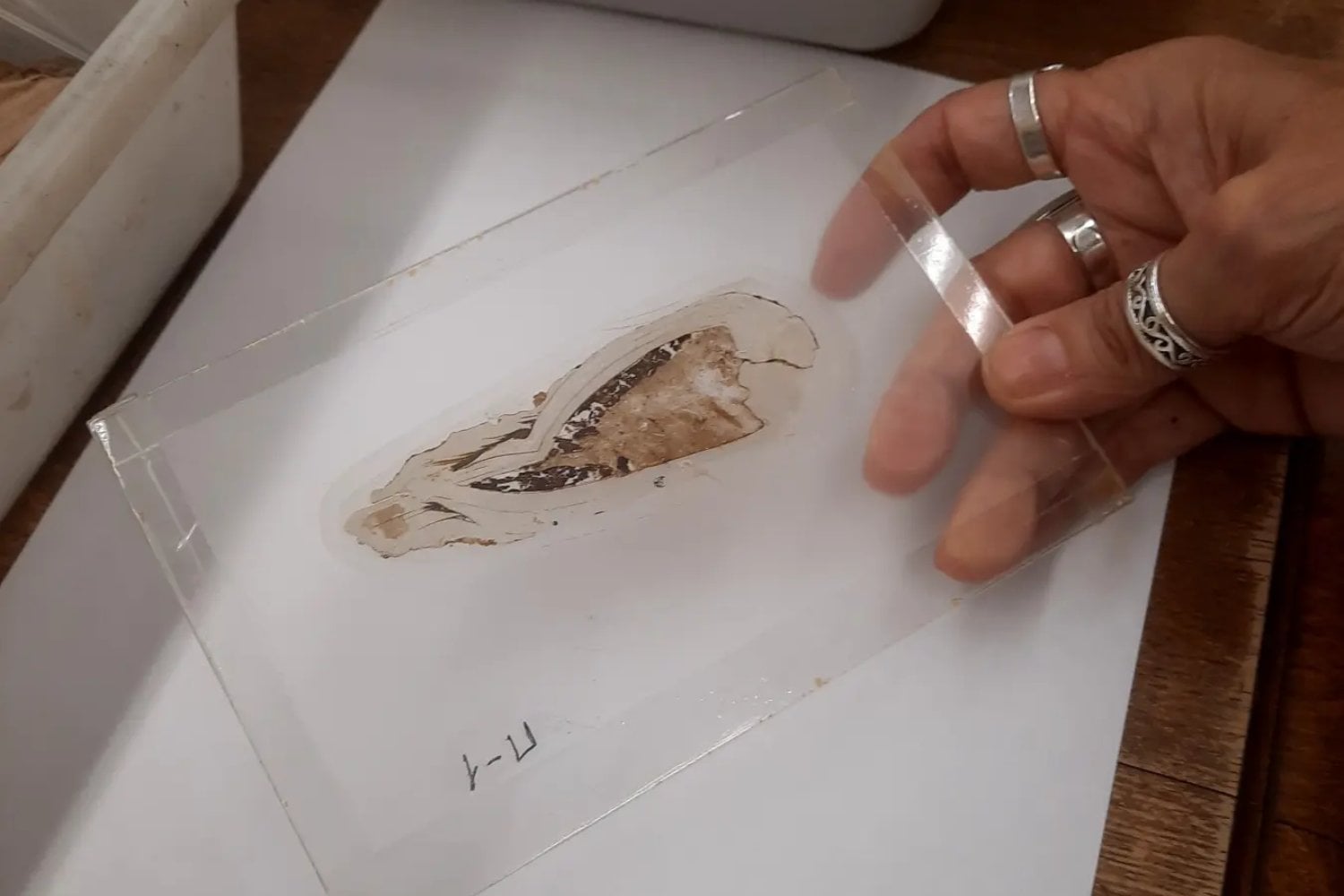 Una concha fósil escondía una guardería microscópica desde hace 125 millones de años. Embriones, larvas y reservas de calcio revelan el antiguo cuidado maternal de estos moluscos