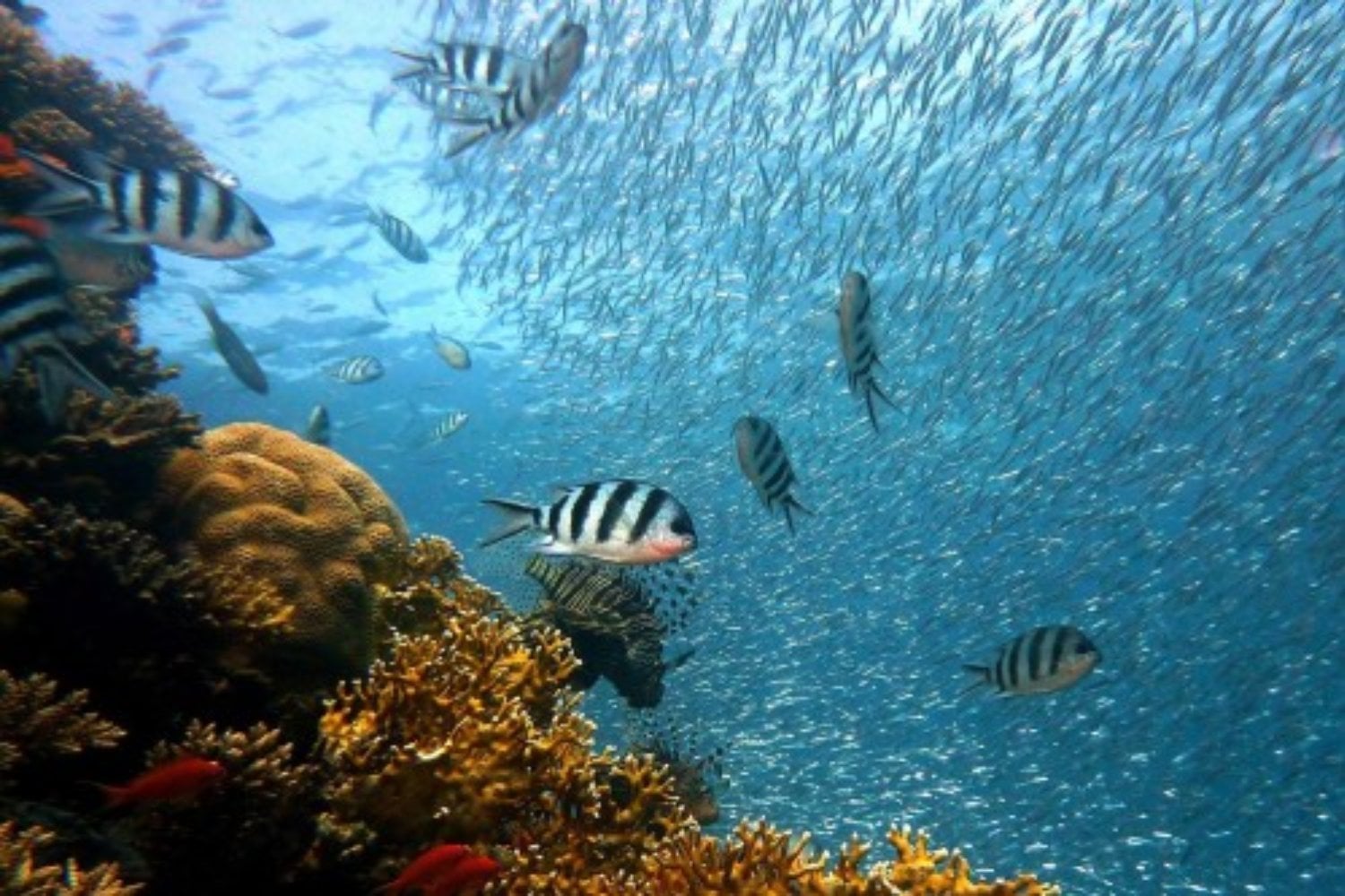 La gran alianza que sostiene los arrecifes modernos no siempre ayudó a los corales a sobrevivir. Medio millardo de evolución demuestra que su éxito dependió del planeta que los rodeaba