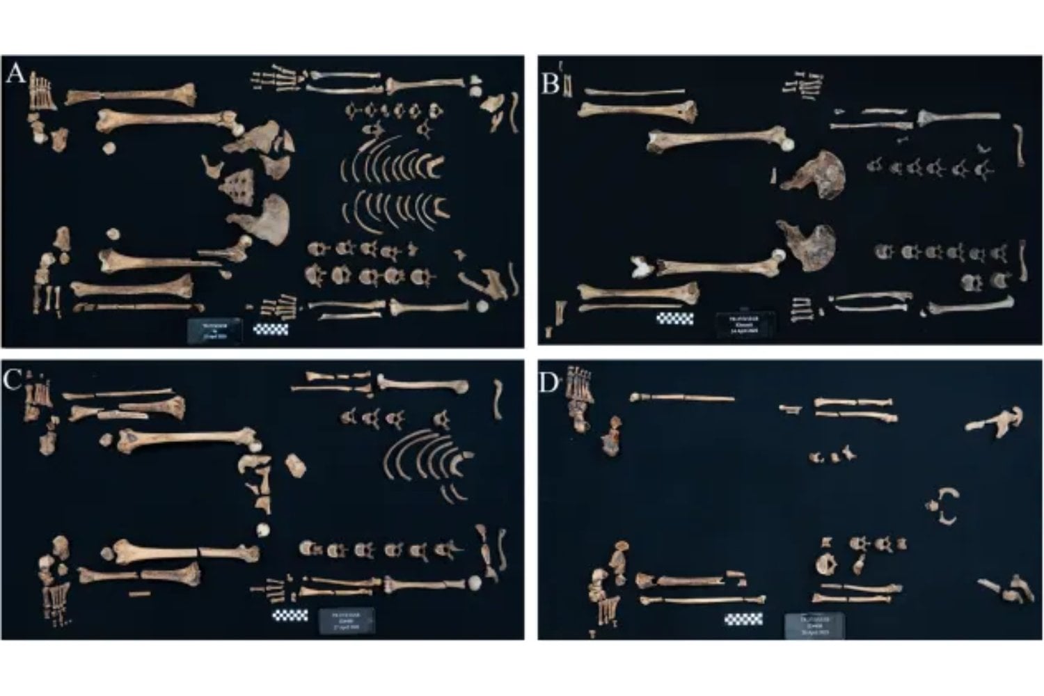 Los huesos de cinco princesas egipcias revelan que entrenaron con arcos, dagas y otras armas hace 4.000 años. Las lesiones y las marcas musculares sugieren que el armamento de sus tumbas no era un simple adorno funerario