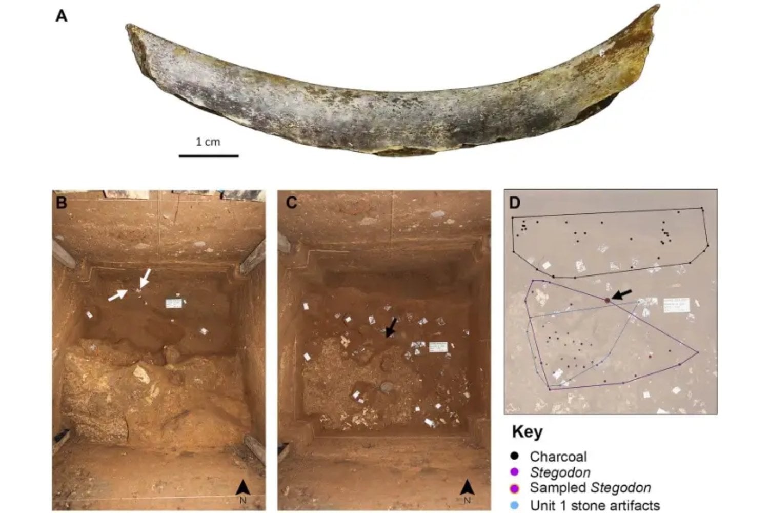 Durante 20 años creímos que el «hobbit» de Flores cazaba elefantes y dominaba el fuego. Miles de huesos revelan una estrategia menos heroica, pero quizá mucho más inteligente: esperar a que los dragones de Komodo terminaran de comer