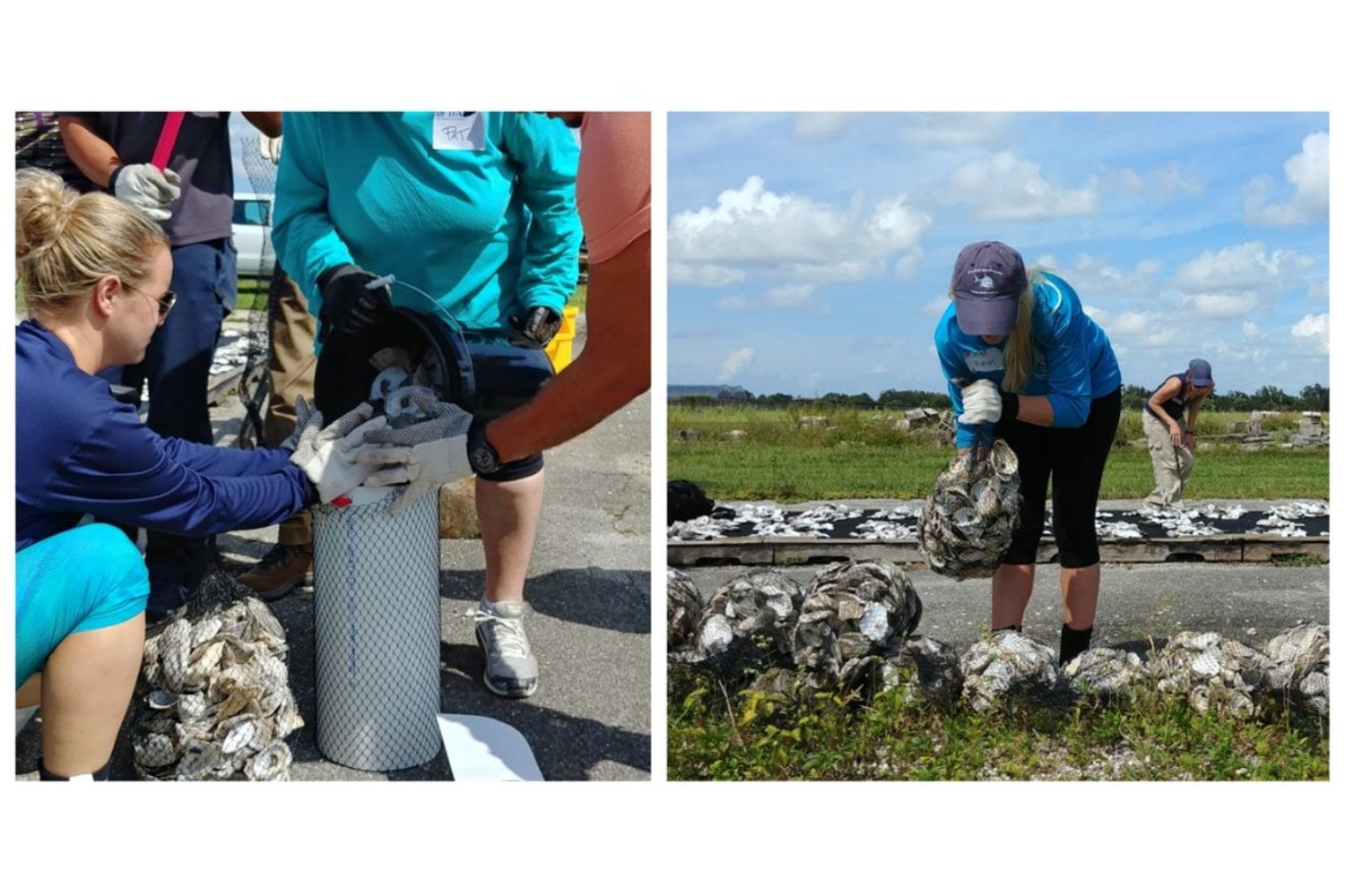 Florida lleva años devolviendo al mar las conchas que salen de sus restaurantes. Lo que parecía basura terminó convertido en el cimiento de arrecifes capaces de limpiar el agua y proteger la costa