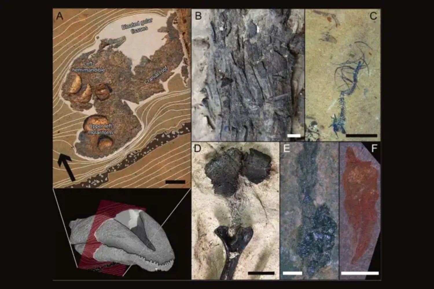 Este “cementerio” de dinosaurios parecía reunir miles de años de muertes. La roca acaba de revelar algo mucho más extraño: una sucesión de monzones lo construyó en apenas 40 años