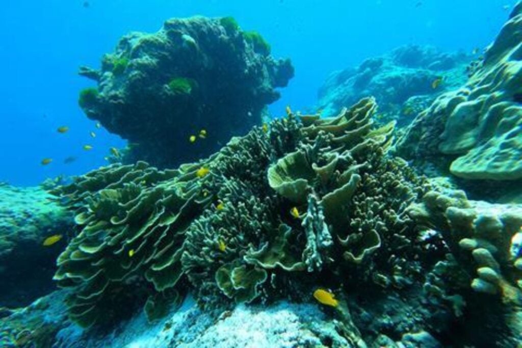 La gran alianza que sostiene los arrecifes modernos no siempre ayudó a los corales a sobrevivir. Medio millardo de evolución demuestra que su éxito dependió del planeta que los rodeaba