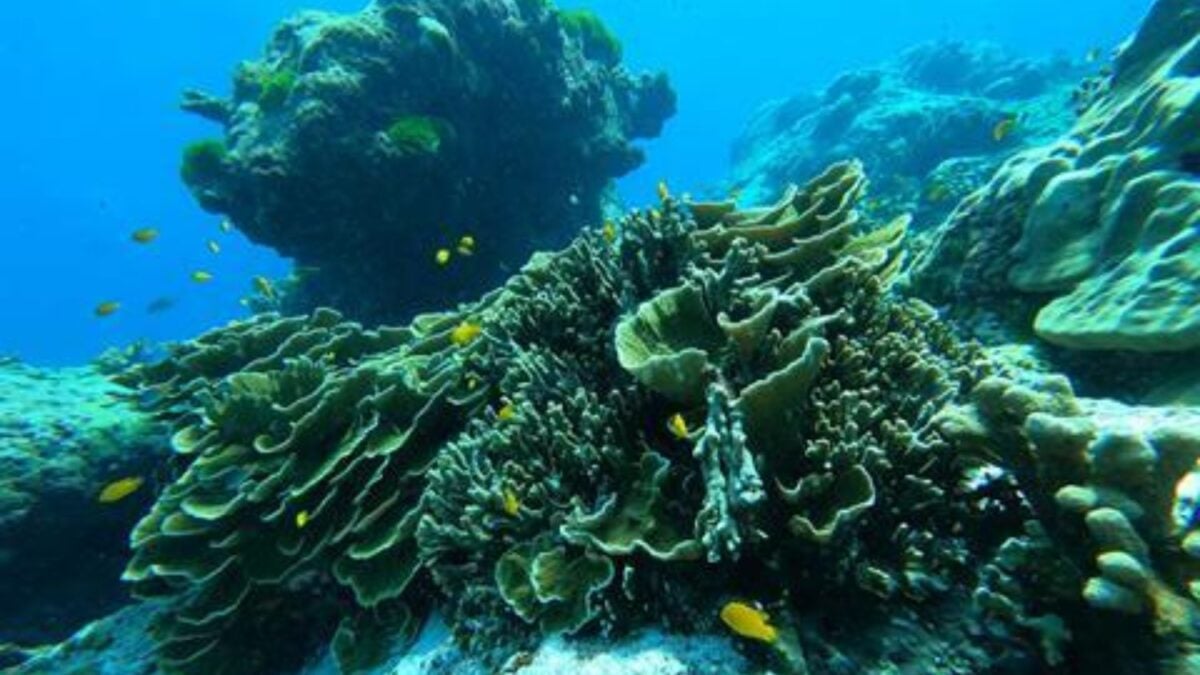 La gran alianza que sostiene los arrecifes modernos no siempre ayudó a los corales a sobrevivir. Medio millardo de evolución demuestra que su éxito dependió del planeta que los rodeaba