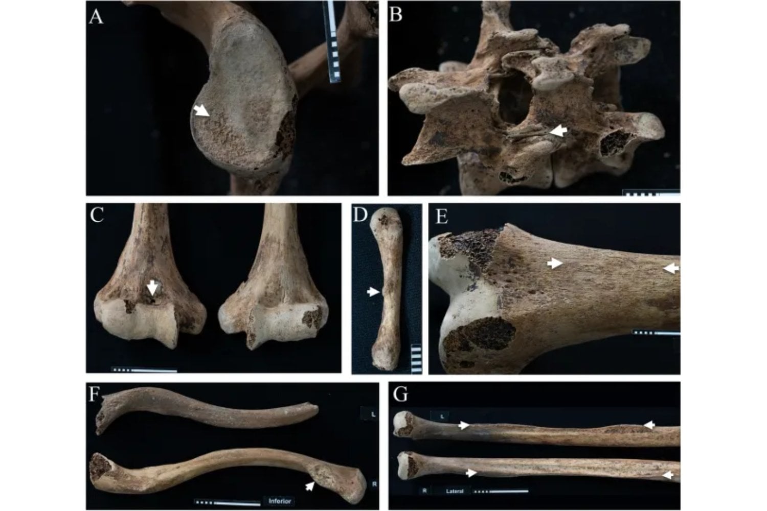 Los huesos de cinco princesas egipcias revelan que entrenaron con arcos, dagas y otras armas hace 4.000 años. Las lesiones y las marcas musculares sugieren que el armamento de sus tumbas no era un simple adorno funerario