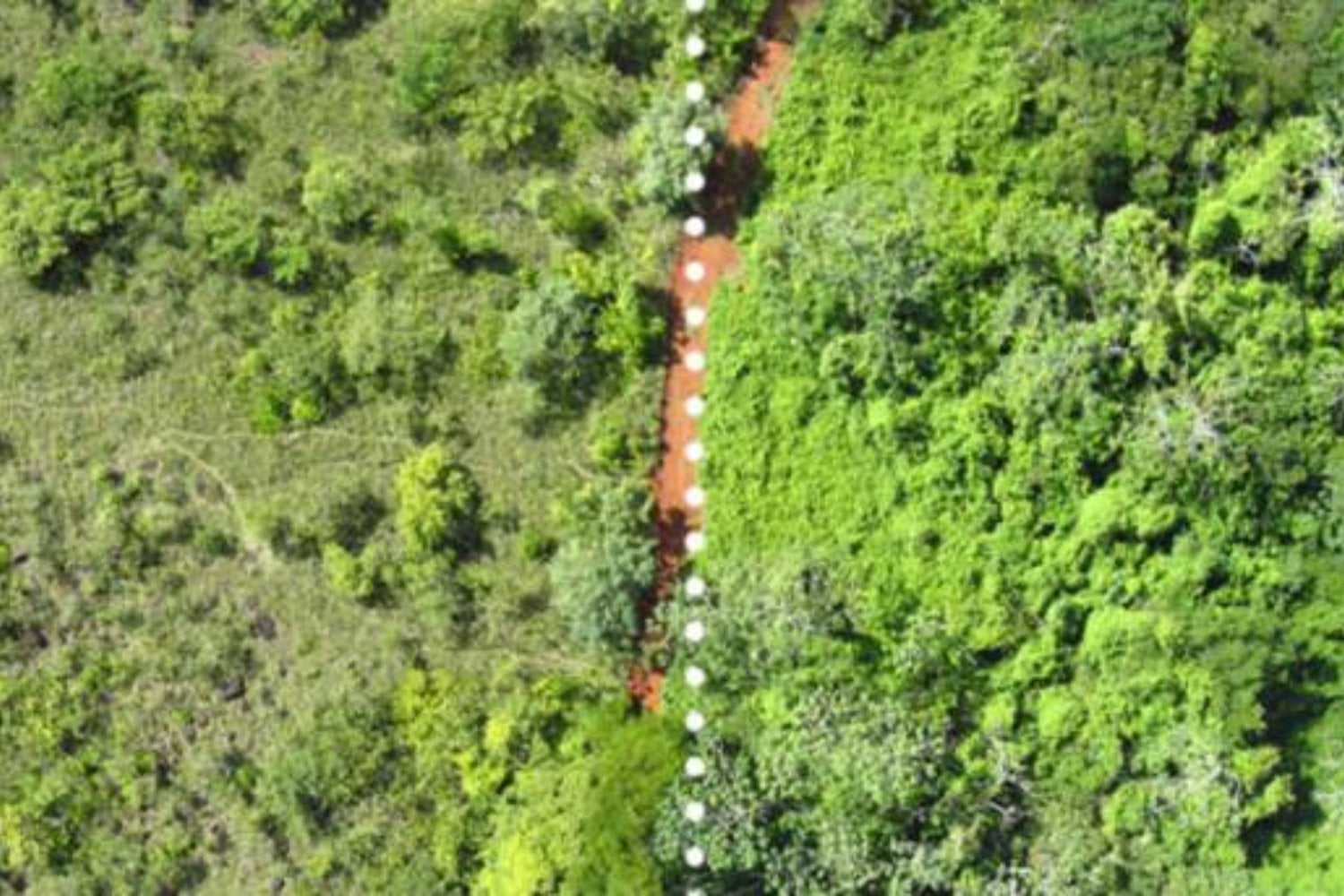Una montaña de basura cítrica parecía la peor forma de recuperar un ecosistema. 12.000 toneladas de cáscaras de naranja convirtieron un pastizal agotado en un bosque tropical 16 años después