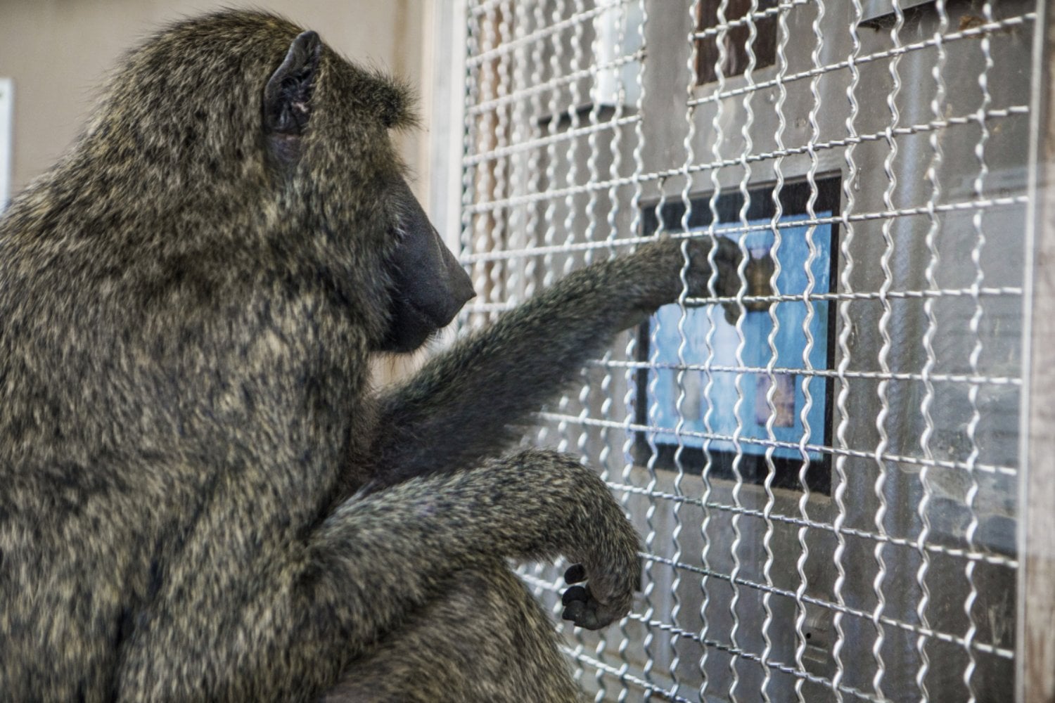 La geometría no nació en una pizarra ni parece ser exclusivamente humana. Un experimento con monos, niños y adultos tsimane’ revela que el cerebro de los primates reconoce formas, paralelismos y ángulos con una intuición sorprendentemente parecida