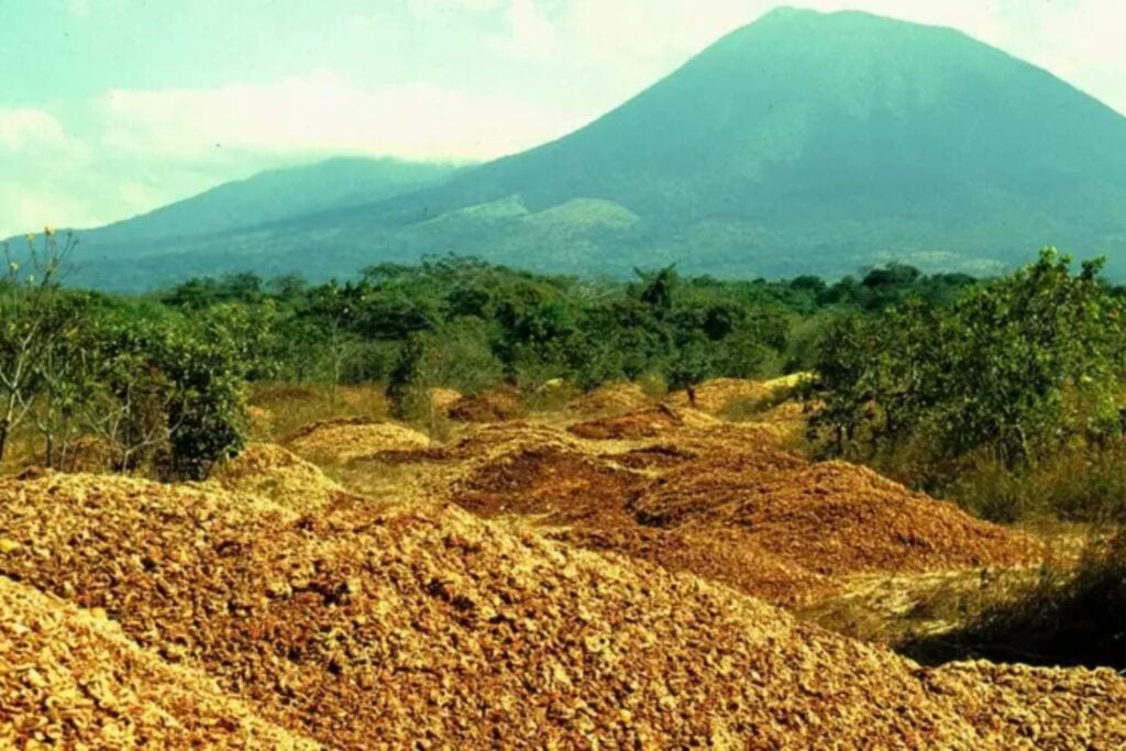 Una montaña de basura cítrica parecía la peor forma de recuperar un ecosistema. 12.000 toneladas de cáscaras de naranja convirtieron un pastizal agotado en un bosque tropical 16 años después
