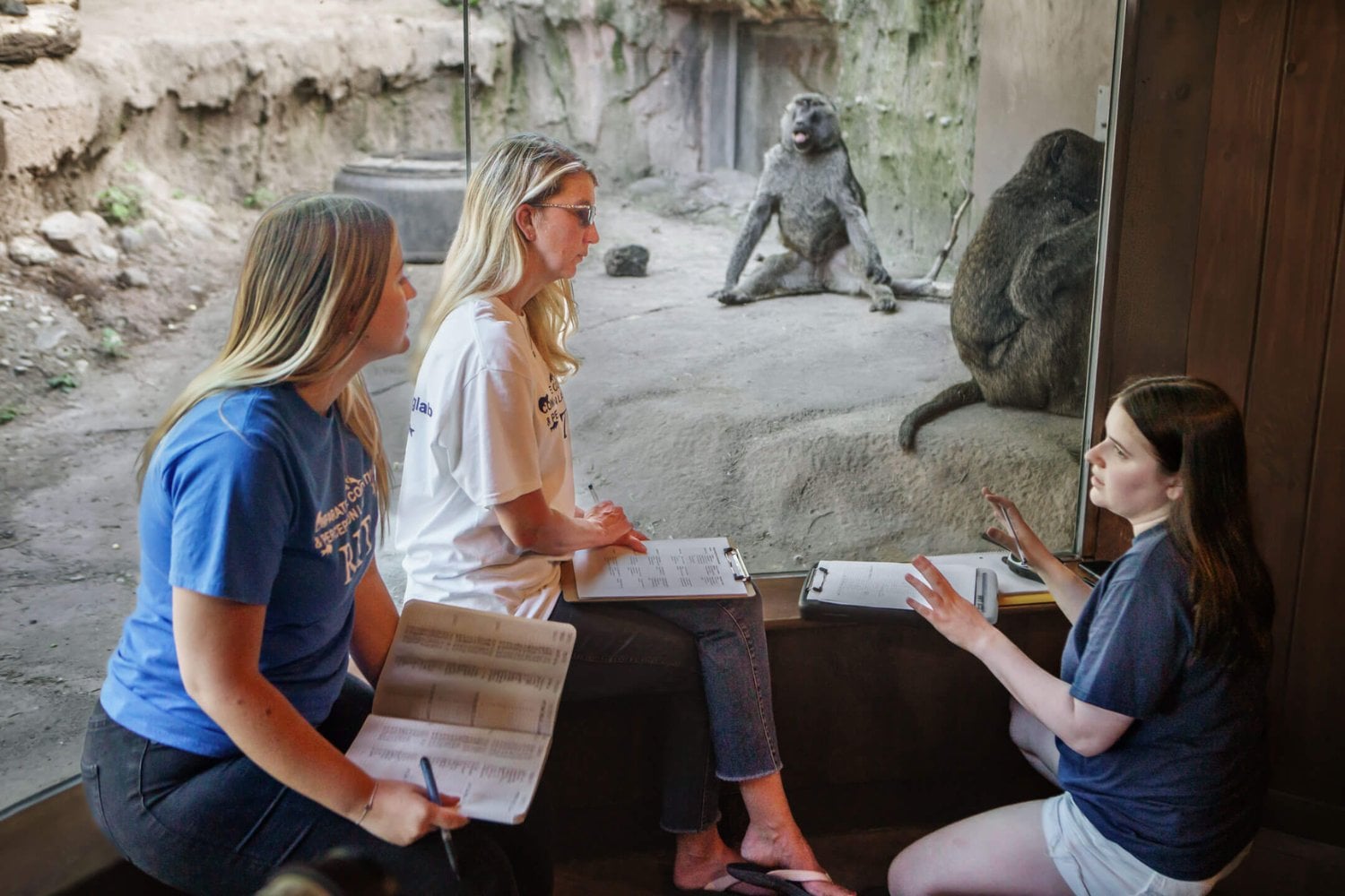 La geometría no nació en una pizarra ni parece ser exclusivamente humana. Un experimento con monos, niños y adultos tsimane’ revela que el cerebro de los primates reconoce formas, paralelismos y ángulos con una intuición sorprendentemente parecida