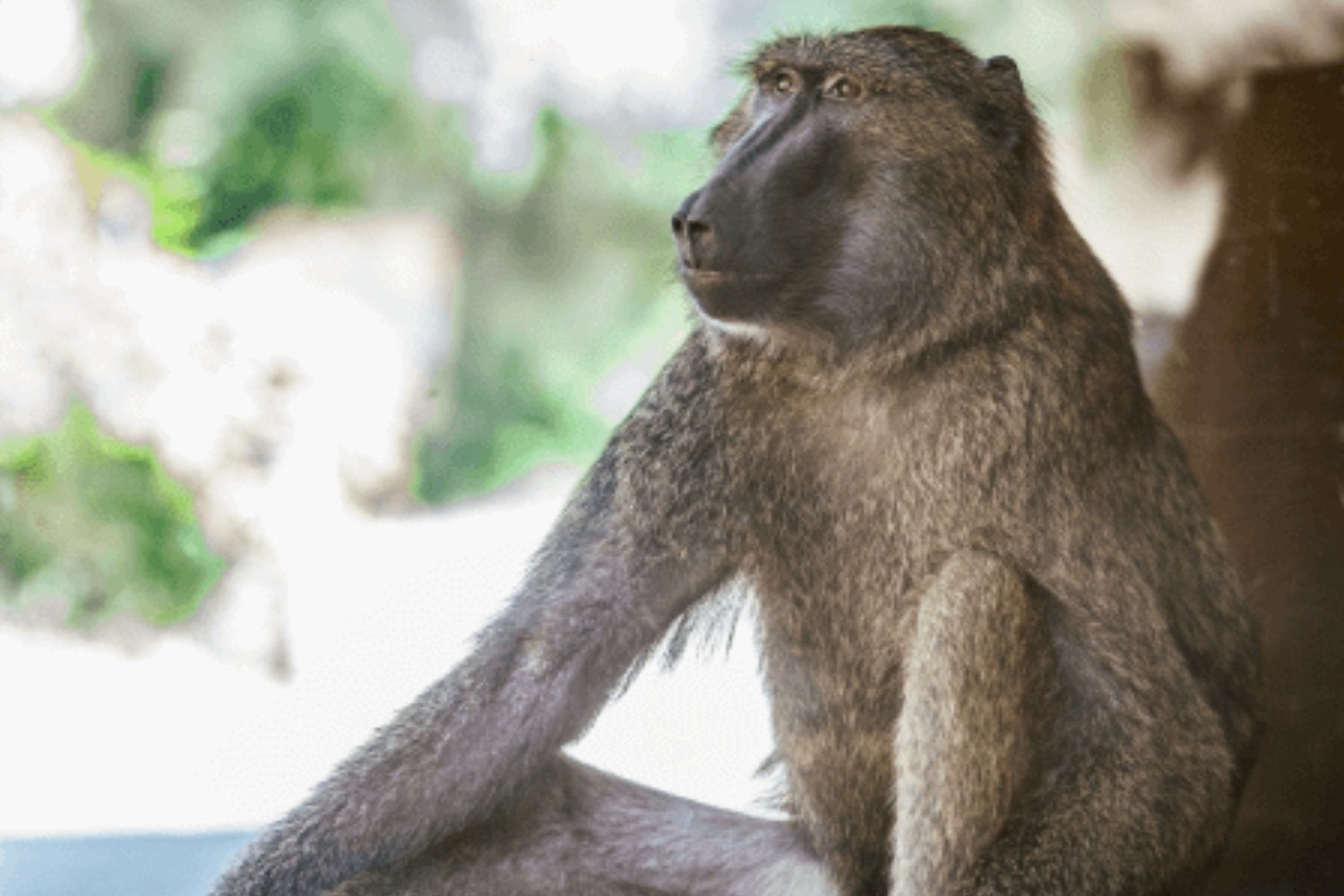 La geometría no nació en una pizarra ni parece ser exclusivamente humana. Un experimento con monos, niños y adultos tsimane’ revela que el cerebro de los primates reconoce formas, paralelismos y ángulos con una intuición sorprendentemente parecida