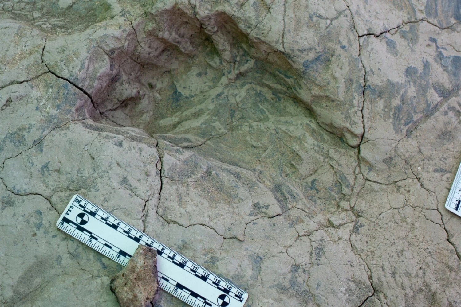 La evolución humana dejó una fotografía de grupo en el barro hace 1,43 millones de años. Ocho homínidos primates caminaban juntos y algunos tenían el tamaño de un adulto actual