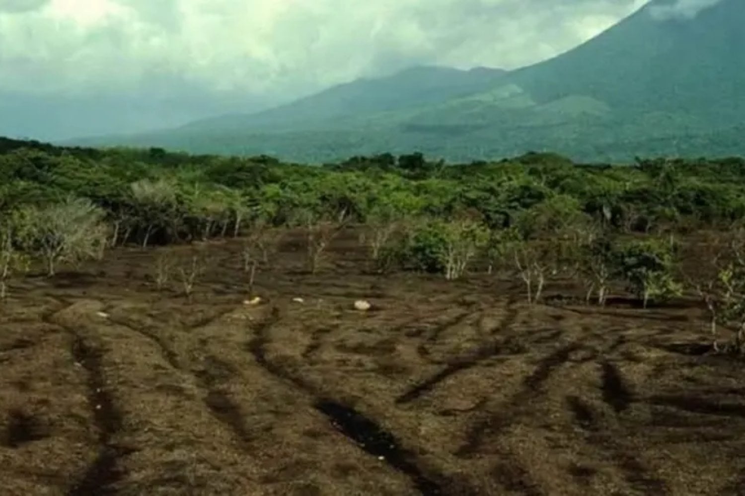 Una montaña de basura cítrica parecía la peor forma de recuperar un ecosistema. 12.000 toneladas de cáscaras de naranja convirtieron un pastizal agotado en un bosque tropical 16 años después