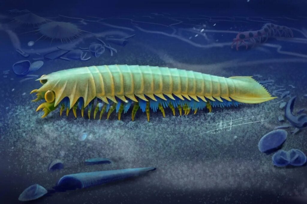 El origen de los colmillos de las arañas estaba oculto en un animal que no parecía justamente una araña. Un fósil chino de 518 millones de años acaba de revelar la pista
