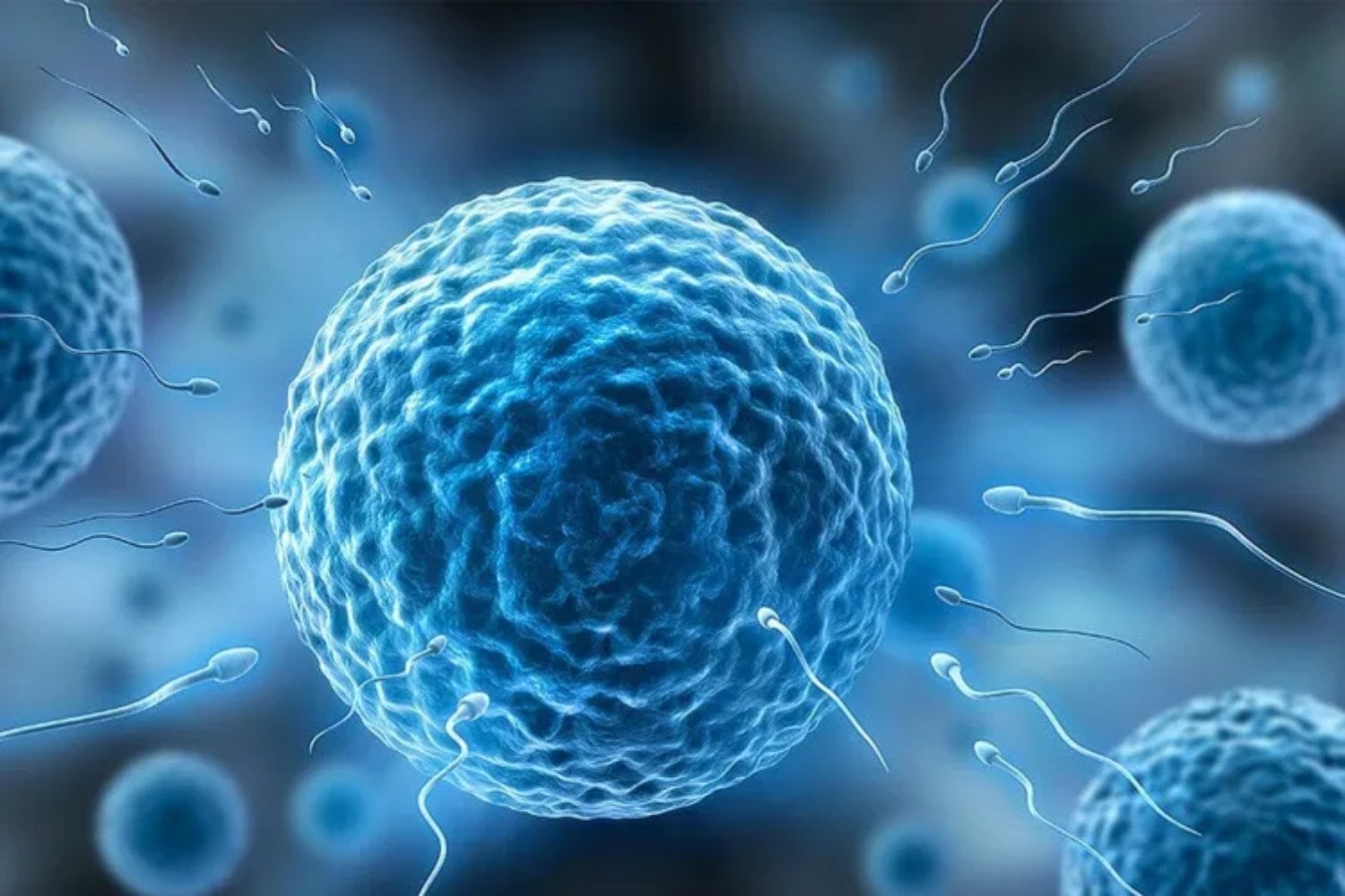 Científicos transformaron células de la sangre en precursoras del esperma y las hicieron madurar sobre el riñón de un ratón. Aún no son espermatozoides, pero han superado una barrera clave