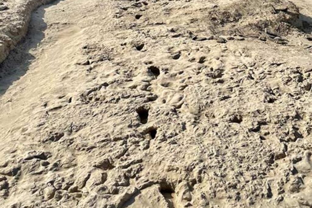 La evolución humana dejó una fotografía de grupo en el barro hace 1,43 millones de años. Ocho homínidos primates caminaban juntos y algunos tenían el tamaño de un adulto actual
