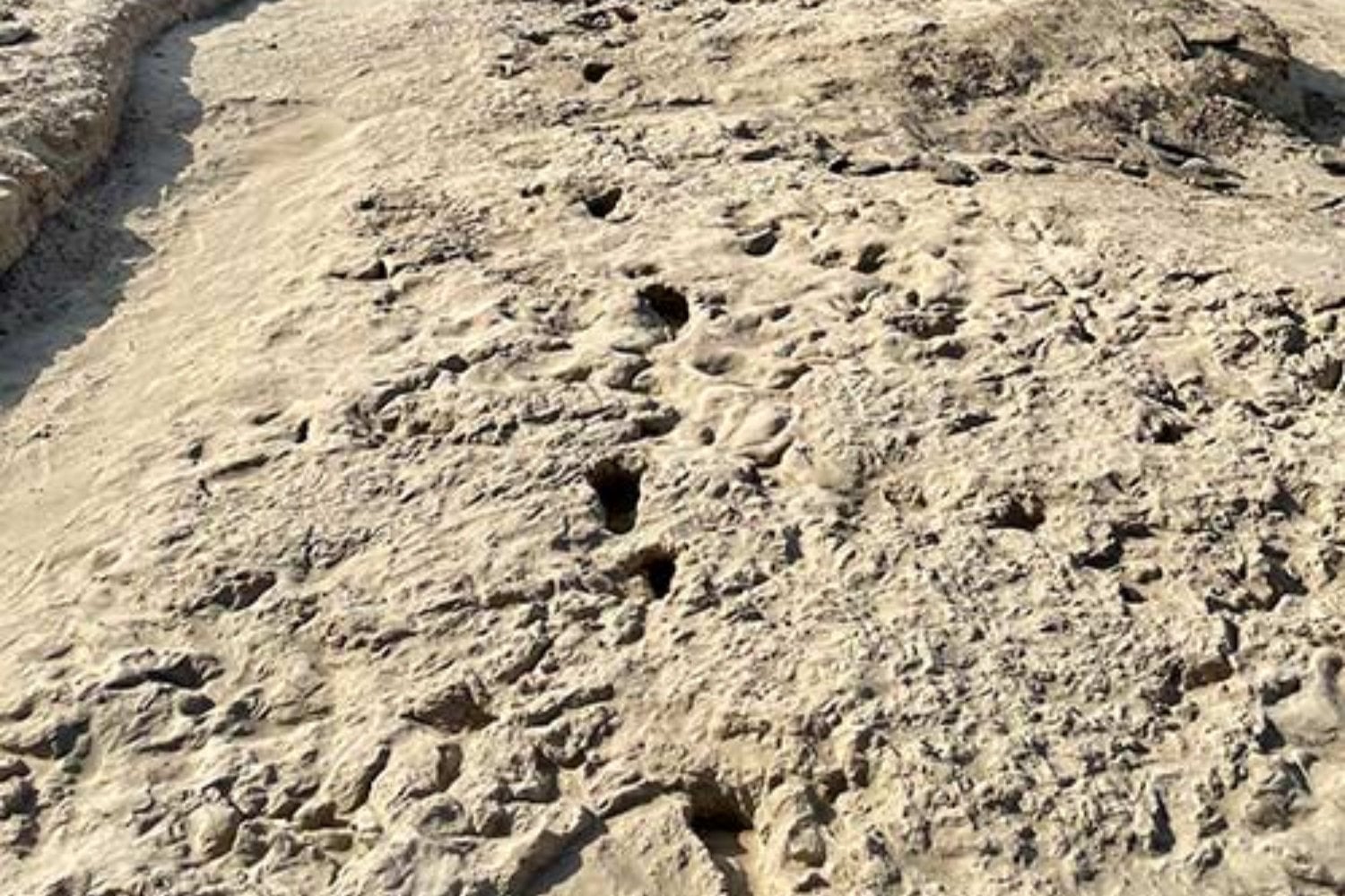 La evolución humana dejó una fotografía de grupo en el barro hace 1,43 millones de años. Ocho homínidos primates caminaban juntos y algunos tenían el tamaño de un adulto actual
