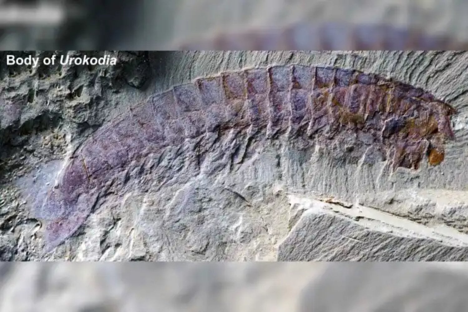 El origen de los colmillos de las arañas estaba oculto en un animal que no parecía justamente una araña. Un fósil chino de 518 millones de años acaba de revelar la pista