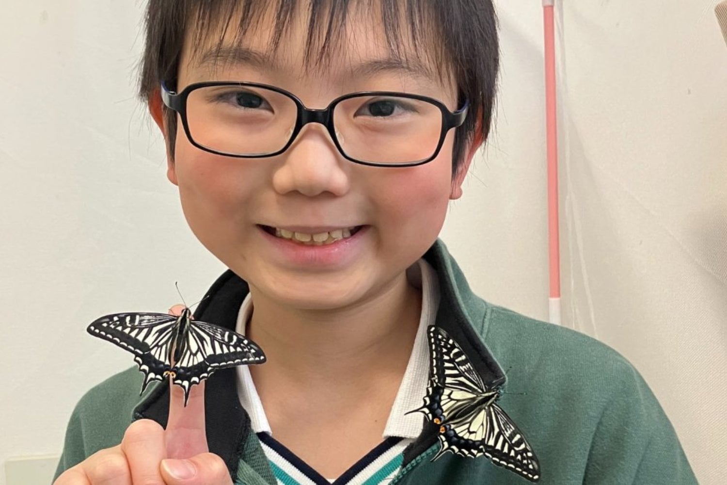 Un niño japonés quiso saber si sus mariposas recordaban la vida que habían tenido como orugas. Su experimento casero encontró algo todavía más extraño: las crías evitaron un olor que nunca habían aprendido a temer