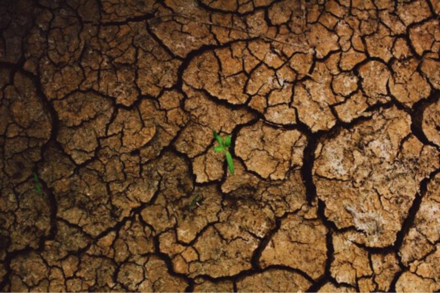 Hace 4.200 años el agua comenzó a desaparecer al mismo tiempo en varios centros del mundo antiguo. La gran crisis climática no destruyó cuatro civilizaciones de golpe, pero cambió para siempre su historia