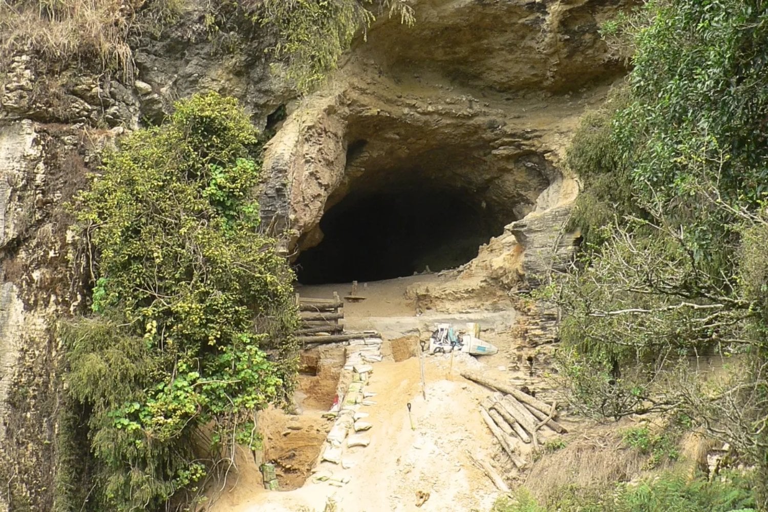 Una cueva de Nueva Zelanda guardó durante un millón de años un mundo perdido de aves y ranas. Entre los fósiles apareció un antepasado del kākāpō que quizá todavía podía volar