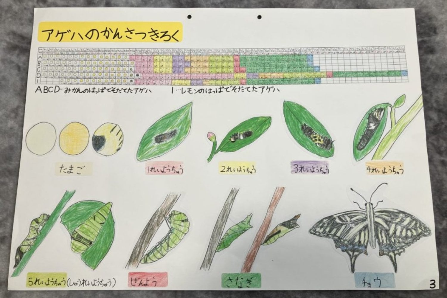 Un niño japonés quiso saber si sus mariposas recordaban la vida que habían tenido como orugas. Su experimento casero encontró algo todavía más extraño: las crías evitaron un olor que nunca habían aprendido a temer
