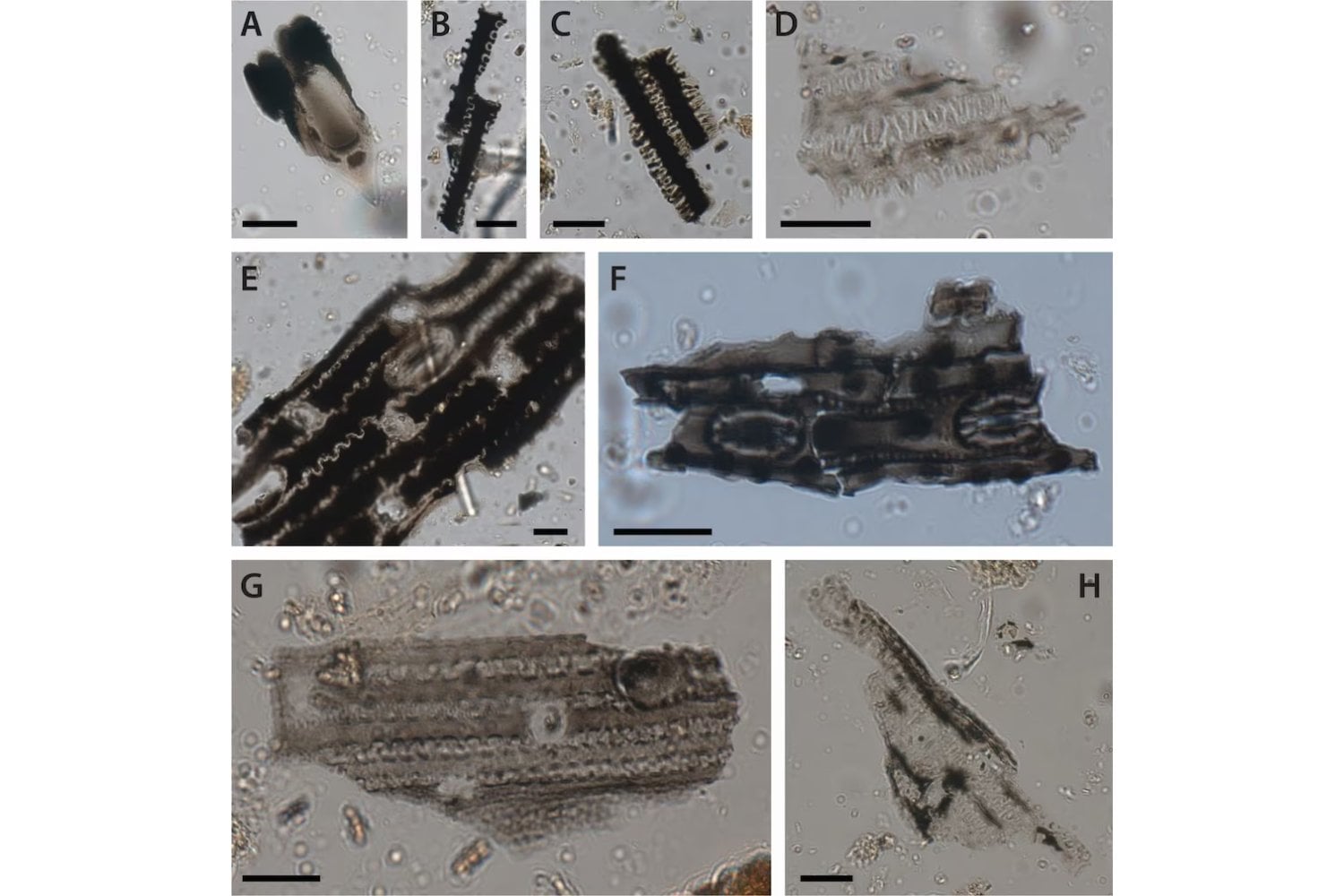 Durante 25.000 años, alguien llevó plantas enteras al interior de una cueva australiana y las quemó una y otra vez. Los restos microscópicos de ceniza acaban de revelar que aquel lugar no era un refugio cualquiera
